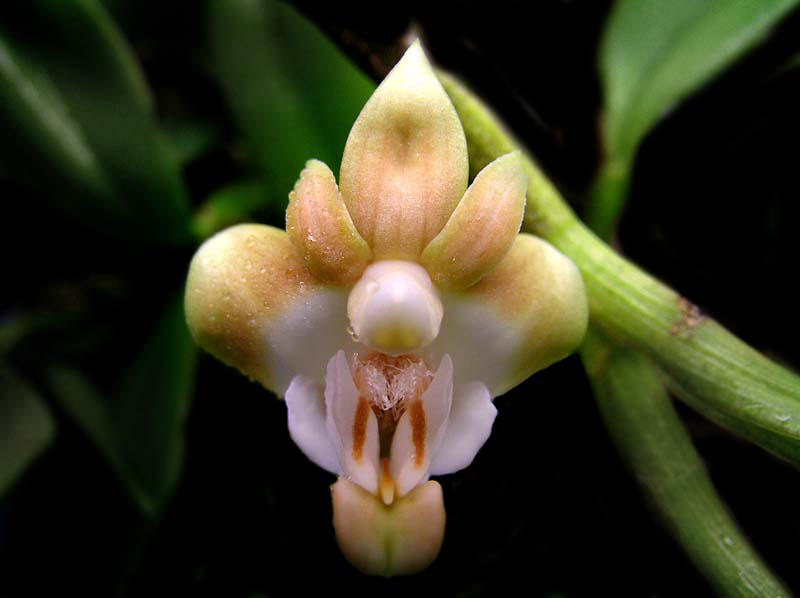 dendrobium_lambii_np_cd