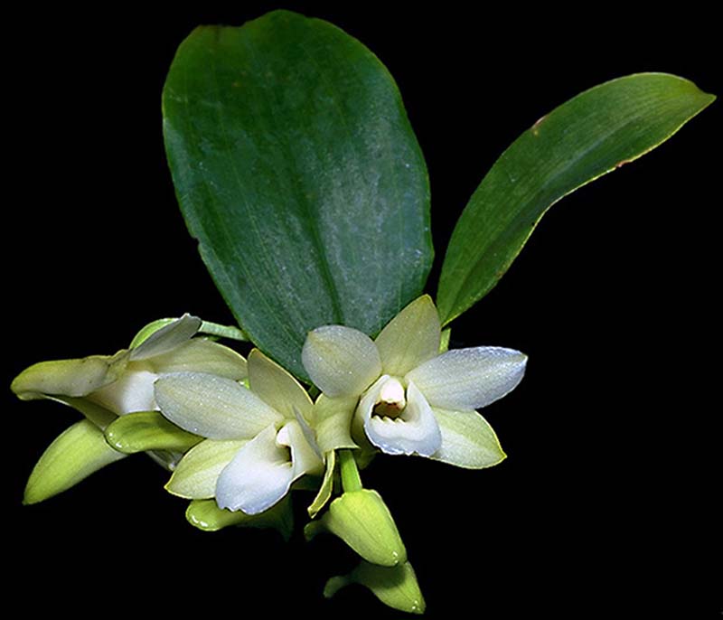 dendrobium_lamelatum_cd