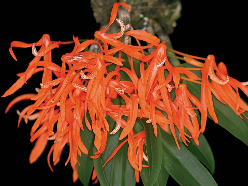 dendrobium_lanyiae2_cd