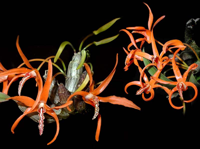 dendrobium_lanyiae_cd