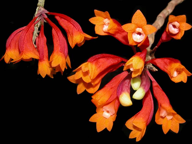 dendrobium_lawesii_bicolor_cd