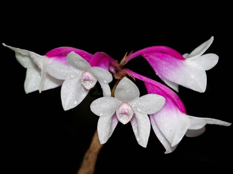 dendrobium_lawesii_bicolor_ws_cd