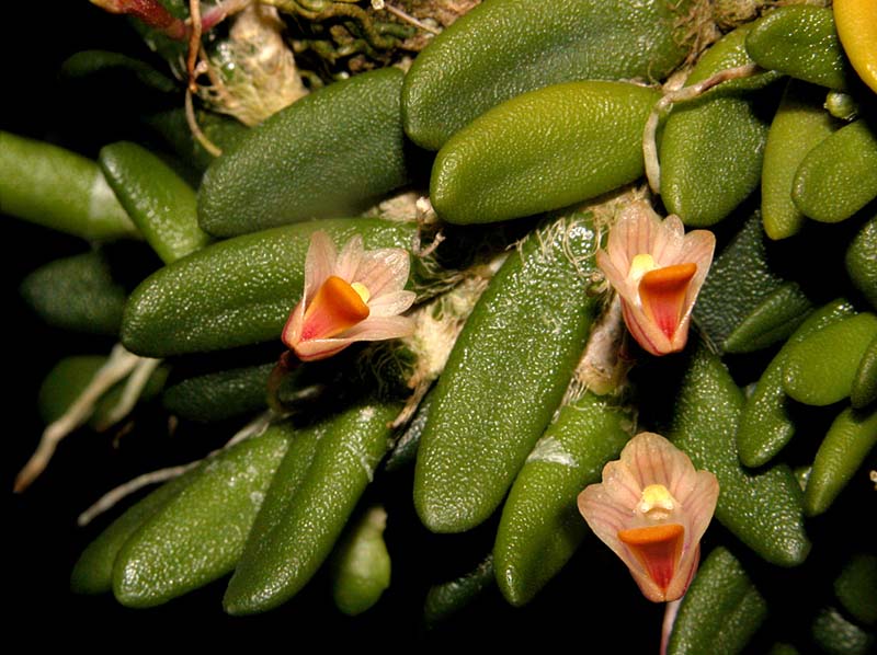 dendrobium_lichenastrum_cd