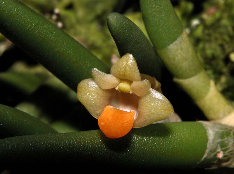 dendrobium_lichenastrum_prenticei2_cd