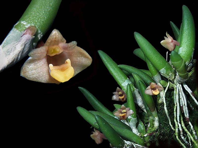 dendrobium_lichenastrum_prenticei_cd