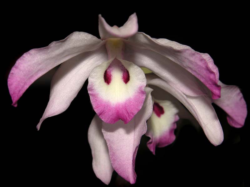 dendrobium_linawianum_cd