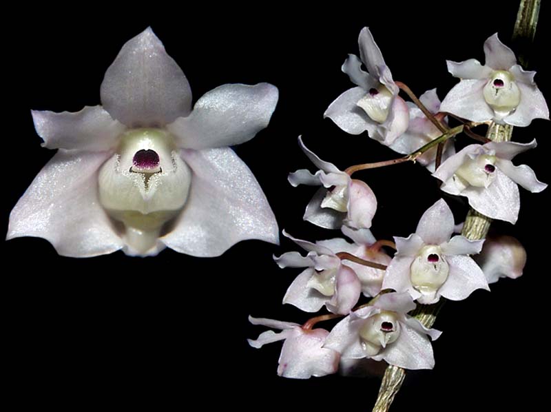 dendrobium_linguella_cd