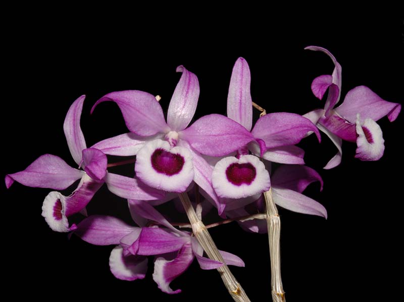 dendrobium_lituiflorum_ws_cd