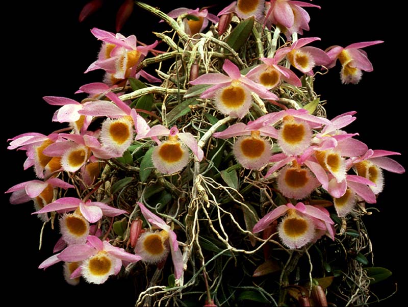 dendrobium_loddigesii2_cd