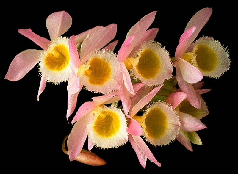 dendrobium_loddigesii_cd