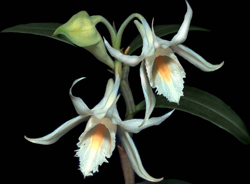 dendrobium_longicornu_cd