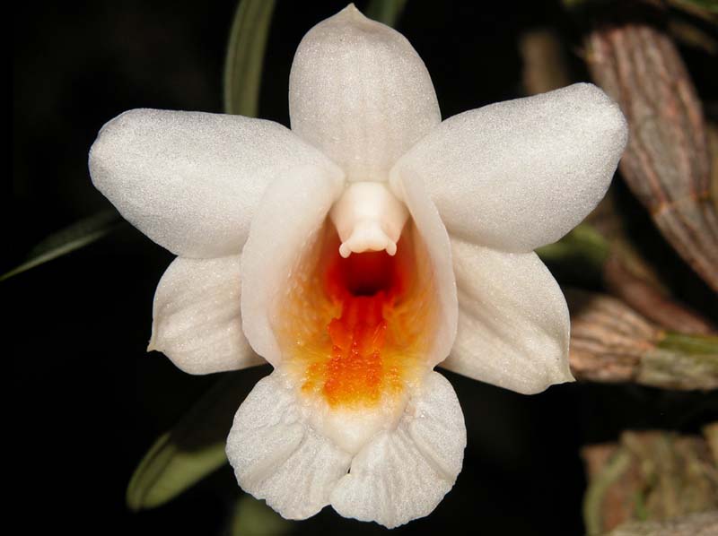 dendrobium_lueckelianum_cd