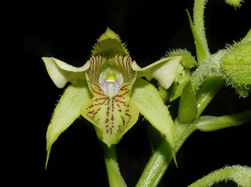 dendrobium_macrophyllum_ws_cd