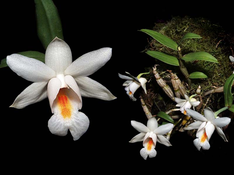 dendrobium_magaritaceum_cd