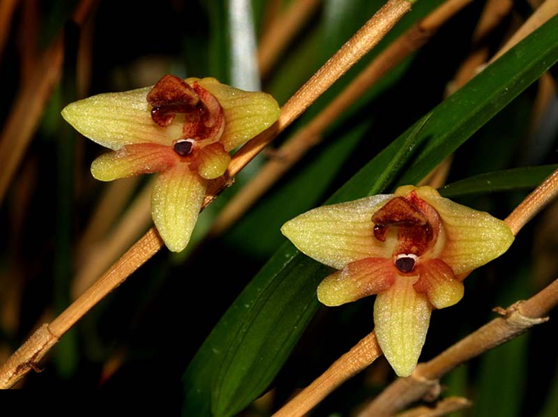 dendrobium_malbrownii_cd