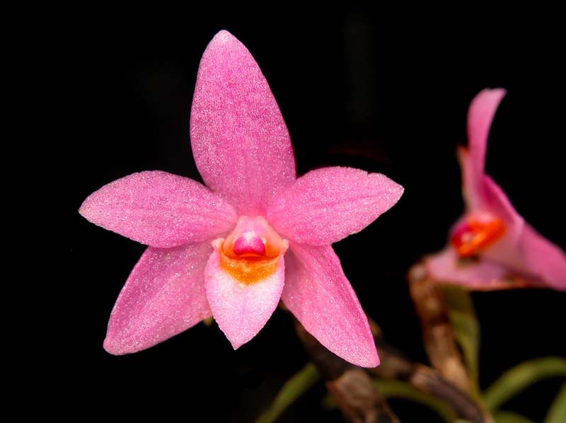 dendrobium_malvicolor2_cd