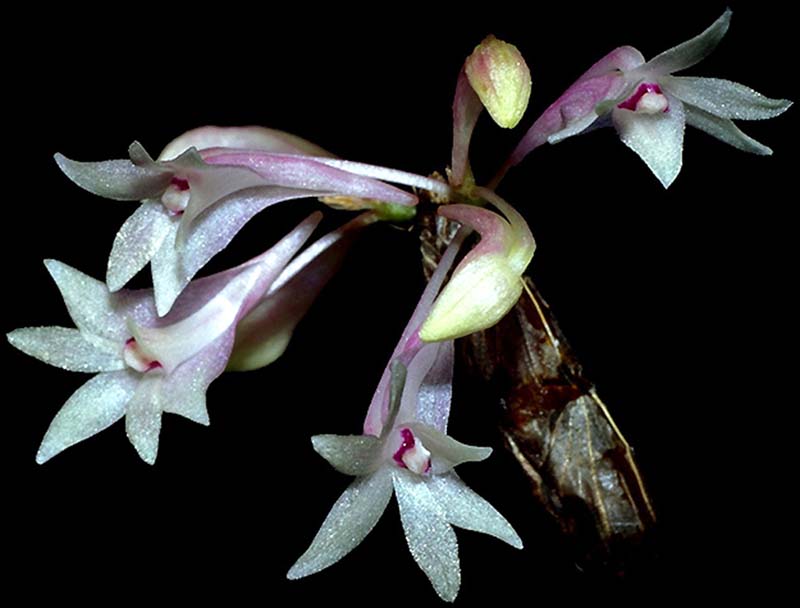 dendrobium_malvicolor_cd