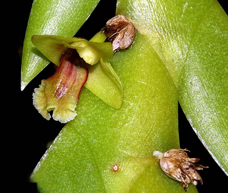 dendrobium_mannii_cd