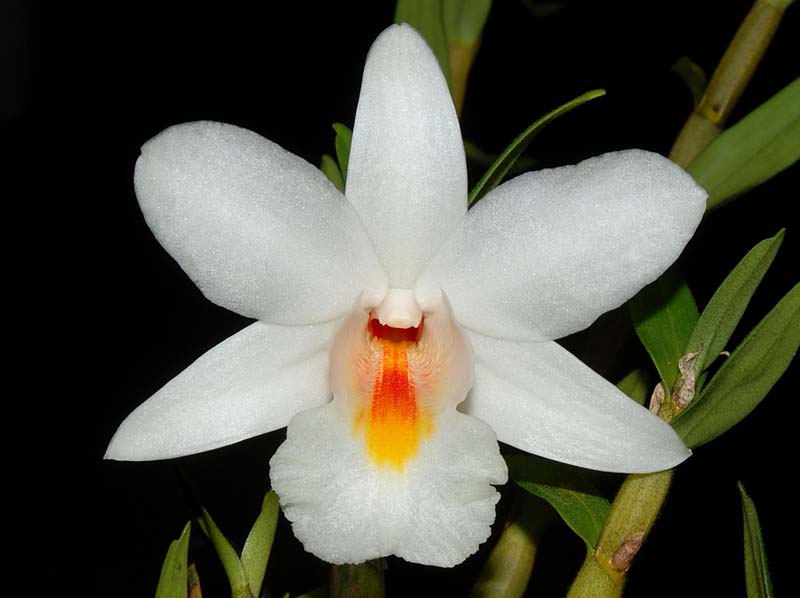 dendrobium_margaritaceum_ws_cd