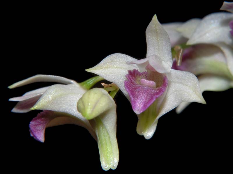 dendrobium_microbulbon_ws_cd