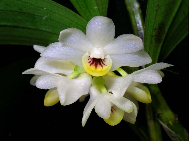 dendrobium_microglaphys_np_cd