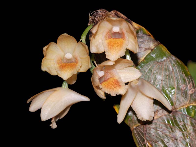 dendrobium_milaniae_ip_cd