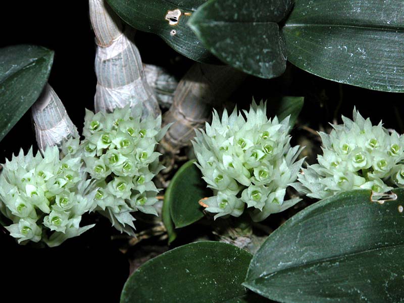 dendrobium_mimiense_cd