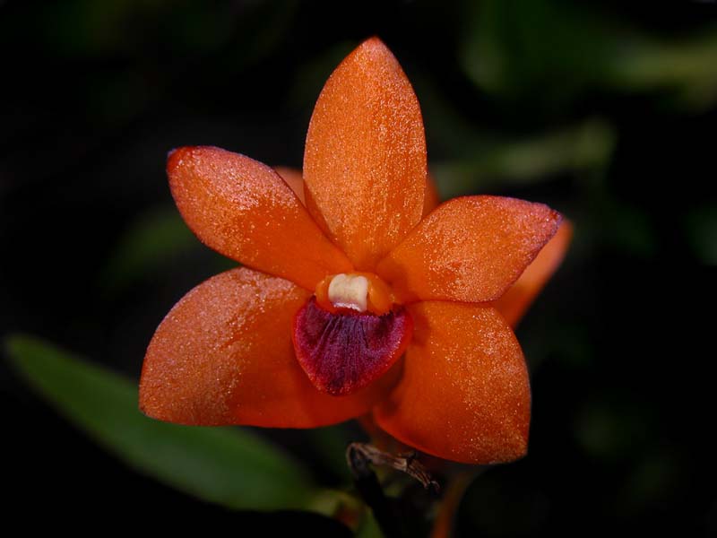 dendrobium_mohlianum2_cd