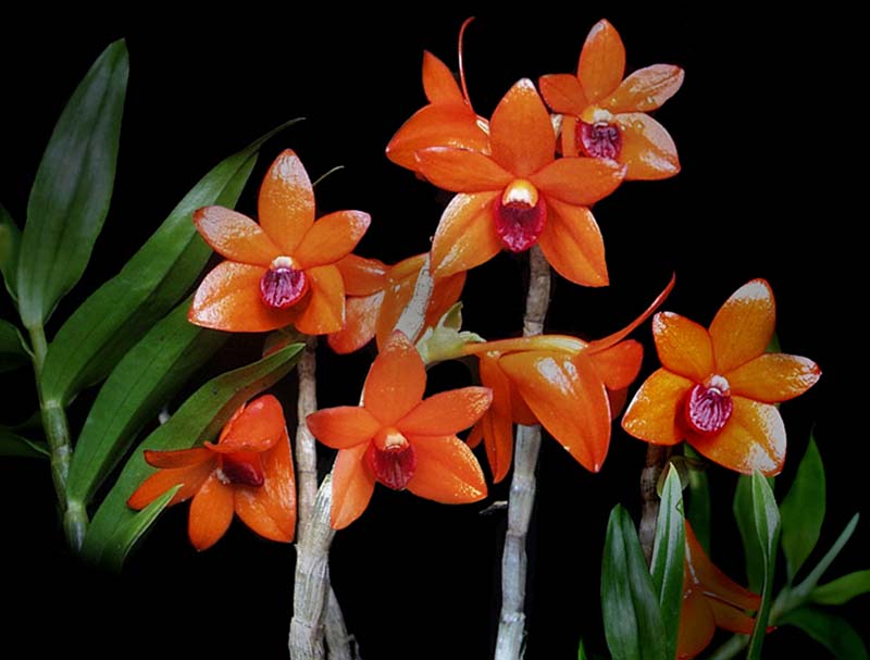 dendrobium_mohlianum_cd