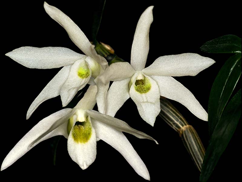 dendrobium_moniliforme_cd