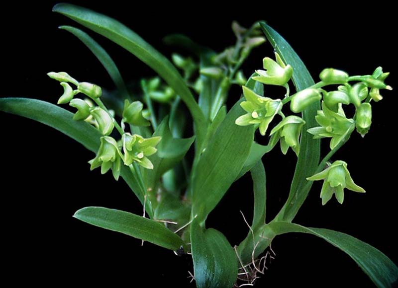 dendrobium_monticola_cd