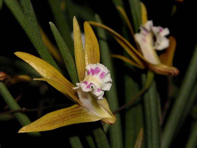 dendrobium_mortii2_cd