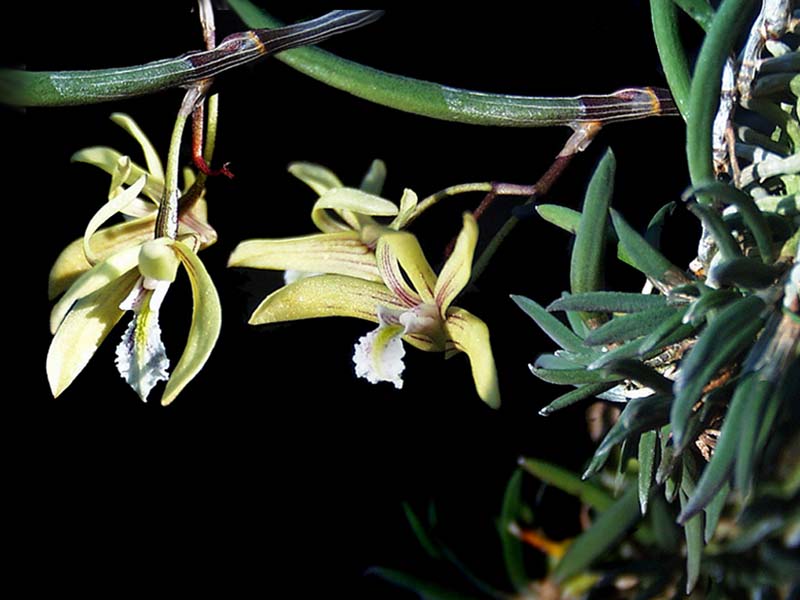 dendrobium_mortii_cd