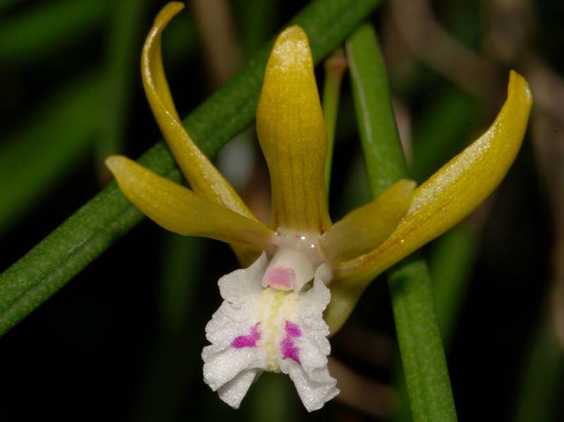 dendrobium_mortii_ws_cd