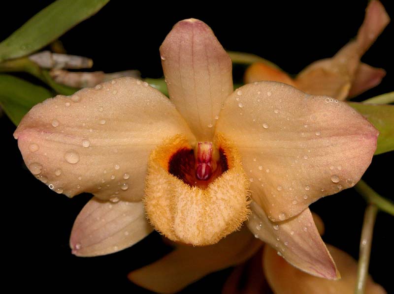 dendrobium_moschatum_ws_cd