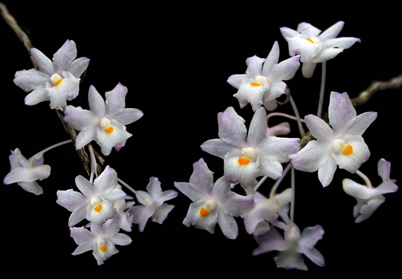 dendrobium_mutabile_cd