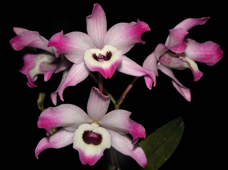 dendrobium_nobile2_cd