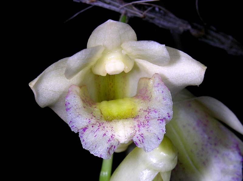 dendrobium_nudum_ip_cd