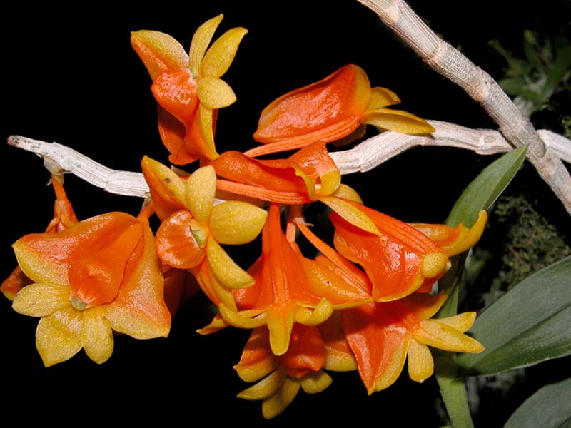 dendrobium_obtusisepalum_cd