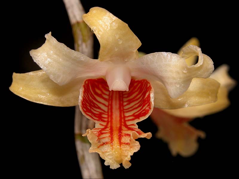 dendrobium_ochraceum_cd