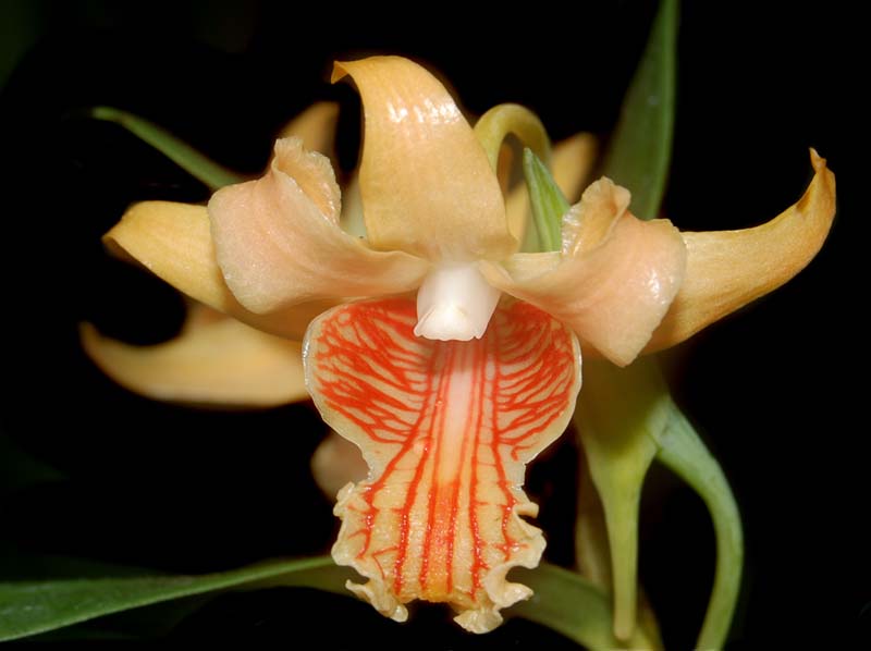 dendrobium_ochraceum_ws_cd