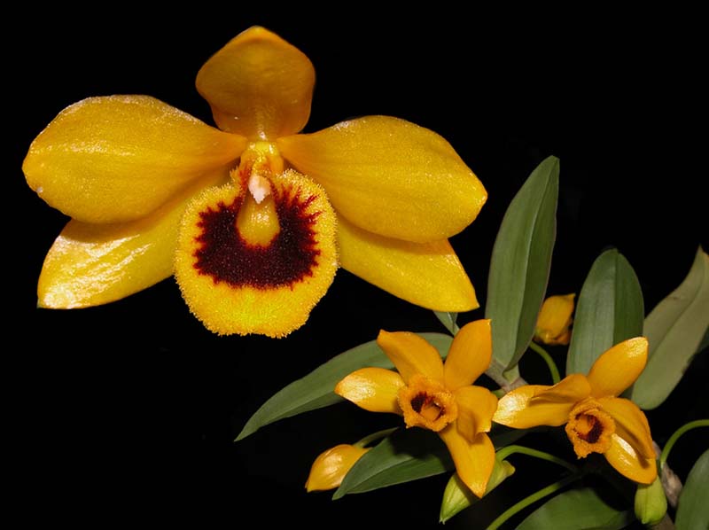 dendrobium_ochreatum_cd