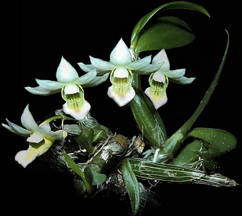 dendrobium_oligophyllum_cd