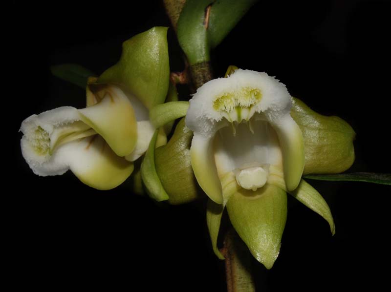 dendrobium_olivaceum2_ws_cd