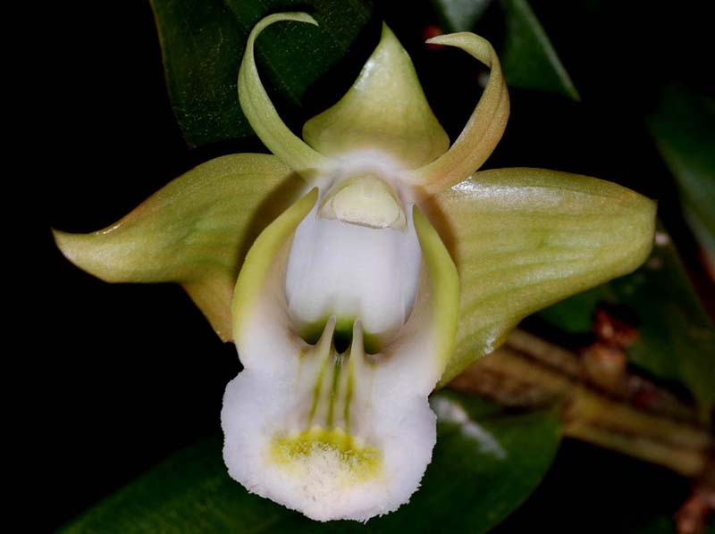 dendrobium_olivaceum_ip_cd