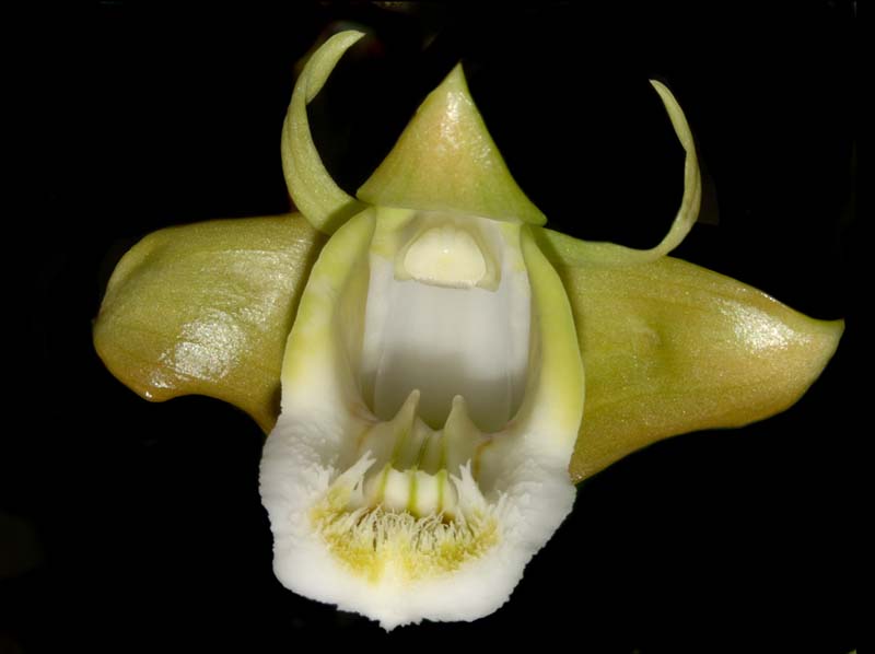 dendrobium_olivaceum_ws_cd