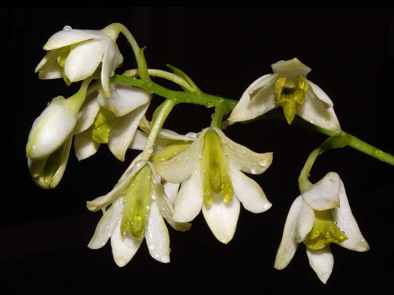 dendrobium_otaguroanum_WS_cd