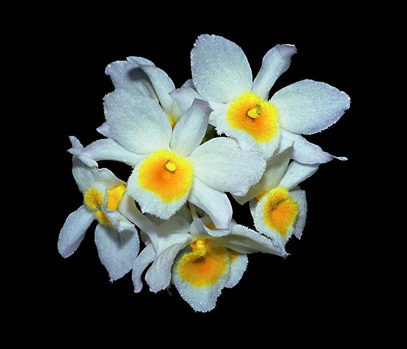 dendrobium_palpeprae_cd