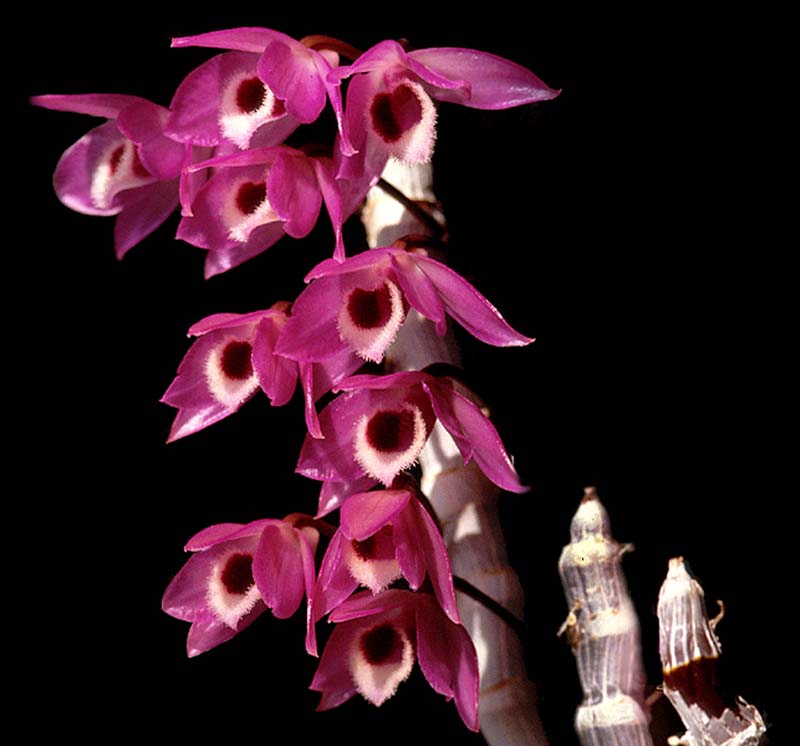 dendrobium_parishii_cd