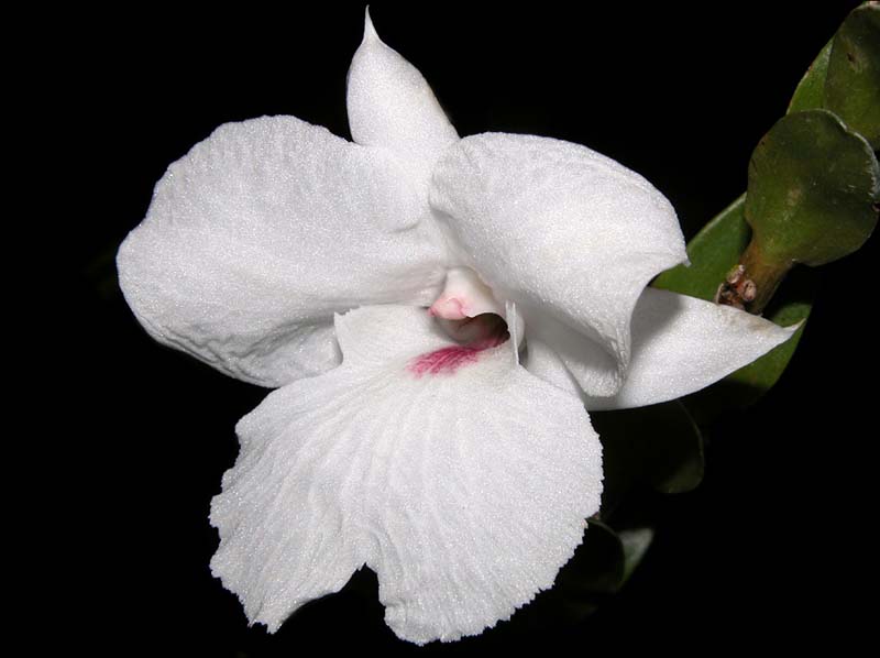 dendrobium_parthenium_cd